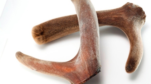 1对鹿角，制成3种名贵中药，都能温肾助阳，为啥有很多人不能吃