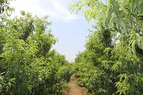 永定区冬桃新鲜采摘等你来,果园现摘冬桃脆甜