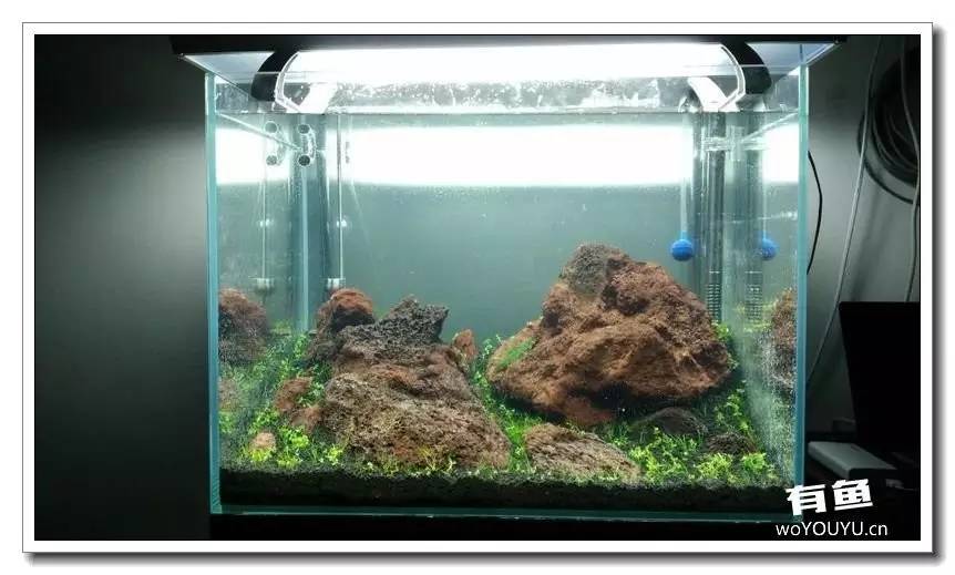 新手小白原生缸开缸教程,鱼缸怎么用高锰酸钾开缸详细教程