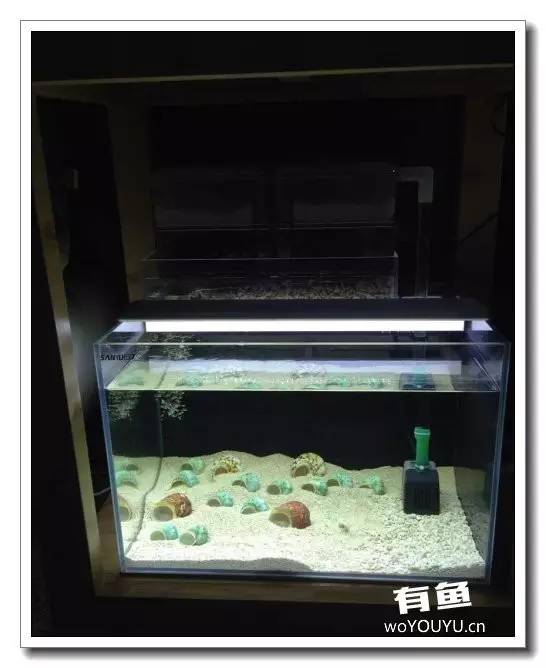 养了一个月的鱼突然大批死亡,斗鱼孵化后小鱼换水团灭