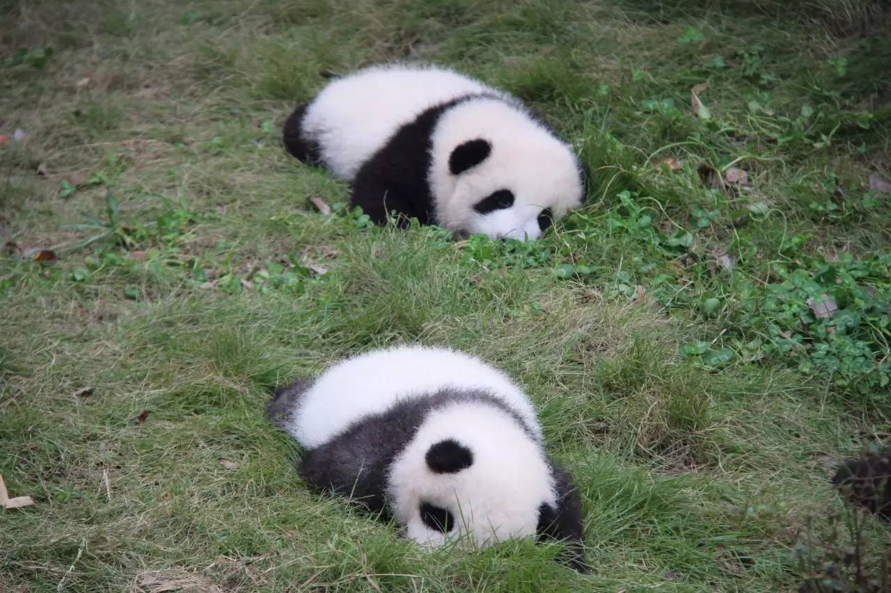 专访丨他说他的目标是拍一套熊猫有表情的照片