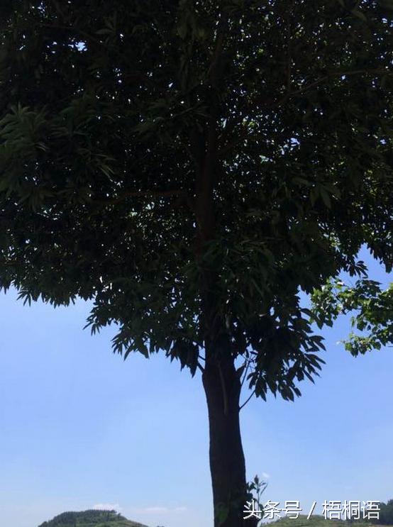 800骞撮噾涓濇鏍戣鍦熻豹涔拌蛋鏄湡鐨勫悧,绉嶆閲戜笣妤犳湪楠楀眬鎻