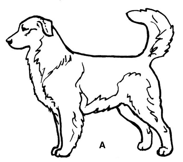 金毛的蓝皮书,金毛蓝皮书电子版