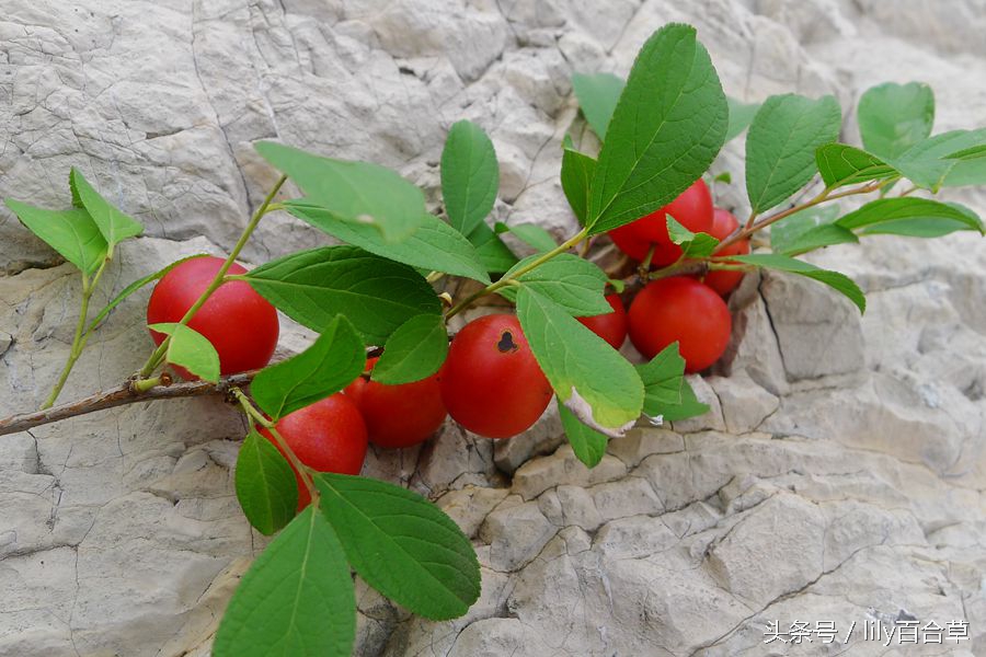 赛樱桃，像李子，摘到了小时候吃的野果儿