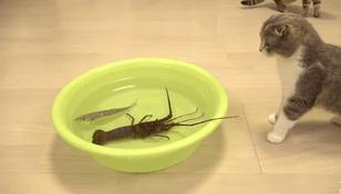 当霸气喵星人对上大龙虾，气氛不算融洽，整只猫都感觉不太好了！