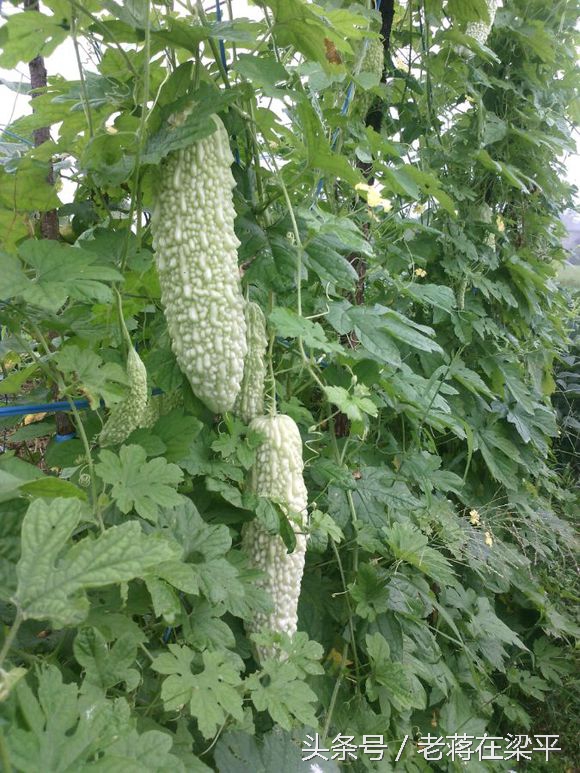 美丽梁平山水田园,印象梁平