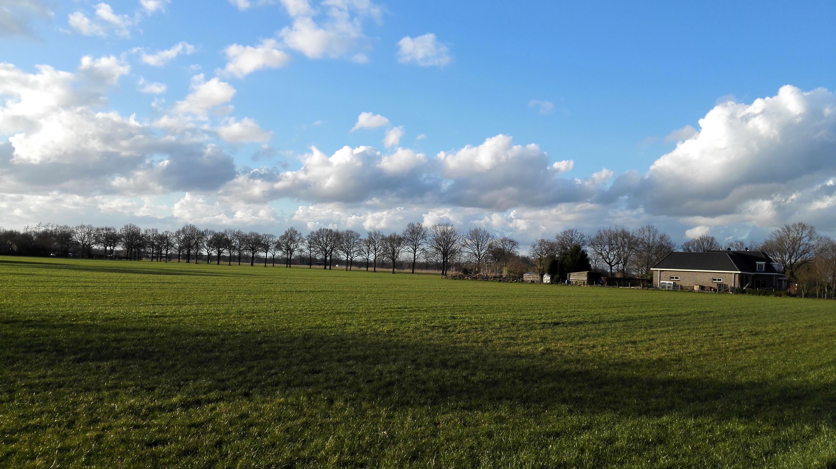 荷兰奶粉哪款最好,八一八中华老字号