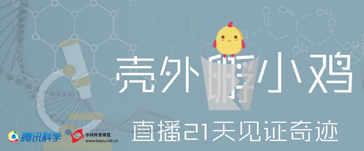 怎样孵小鸡成功率最高,想学孵化小鸡的方法有哪些