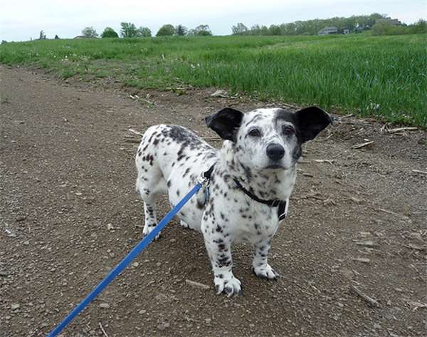 柯基和土狗的混血儿,马犬和柯基的混血后代