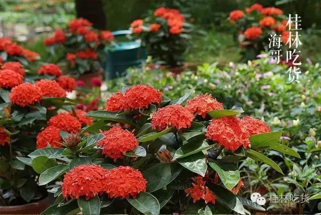 火火火!火爆珠三角的火焰醉鹅杀到桂林了!好吃到舔指头!