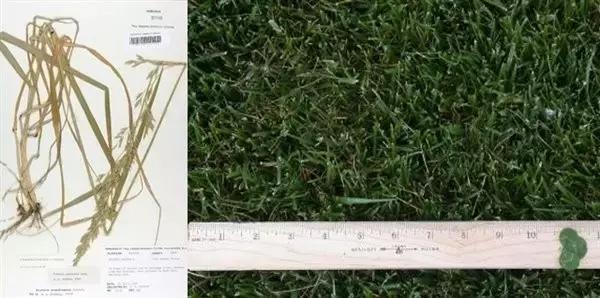 错错错，是草皮的错，可你们是否真的懂呢？