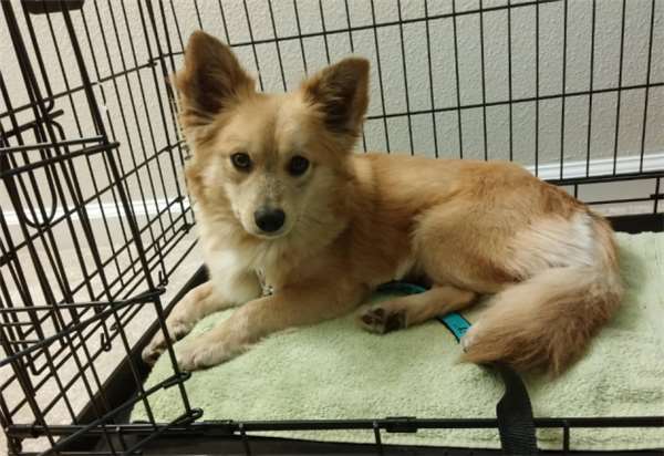 柯基和土狗的混血儿,马犬和柯基的混血后代