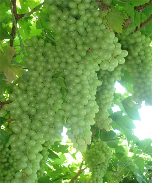 采摘葡萄游玩,最美葡萄园风景