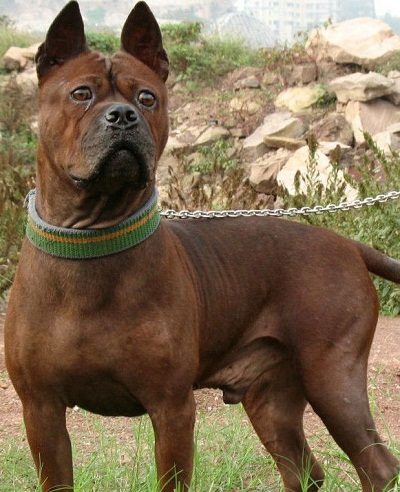 中国本土十大猎犬排行榜,中国本土最原始的猎犬