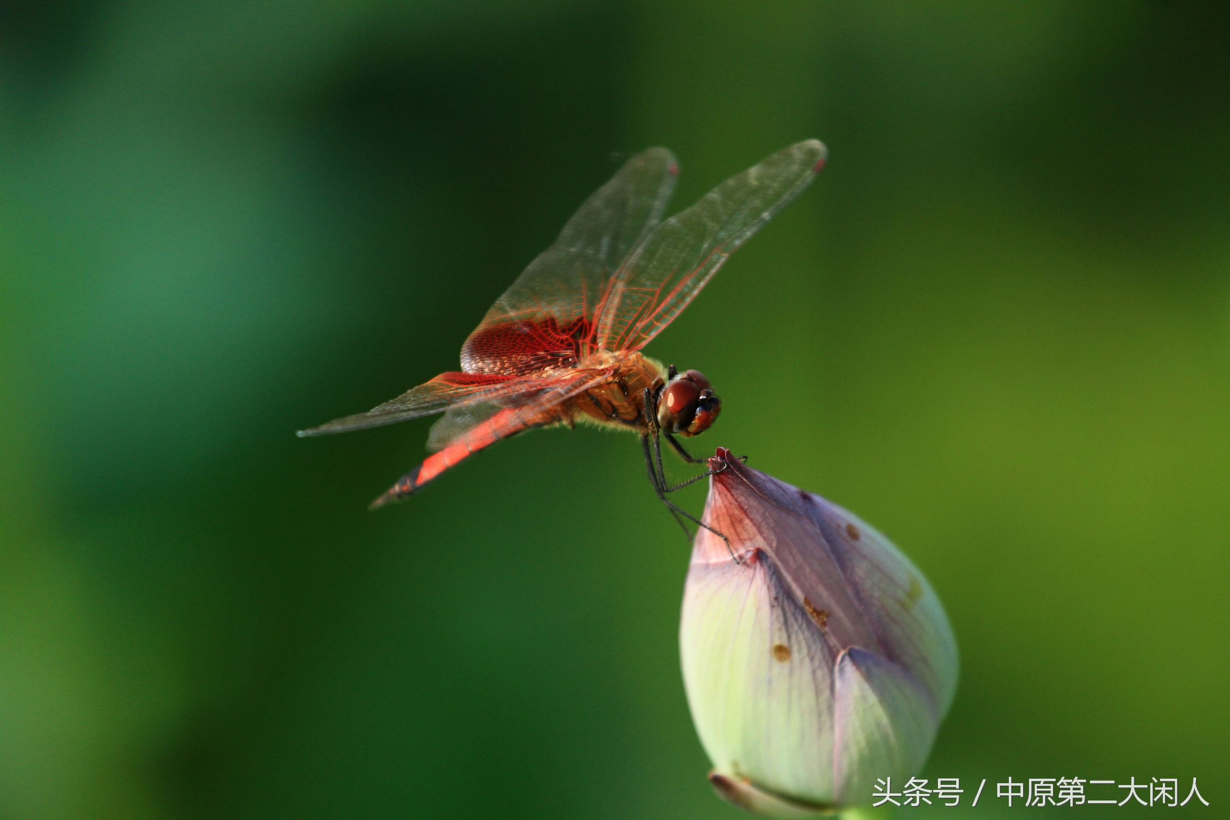 童年趣事抓蜻蜓,童年趣事捉蜻蜓
