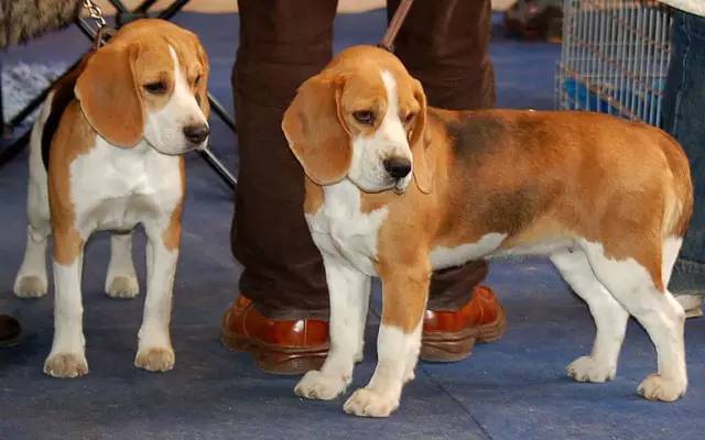 snoopy史努比是哪国品牌,snoopy史努比是什么动物