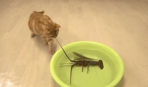 当霸气喵星人对上大龙虾，气氛不算融洽，整只猫都感觉不太好了！