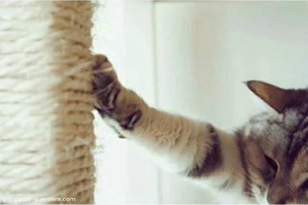 合格的铲屎官要做什么,怎样判断是否是合格的铲屎官