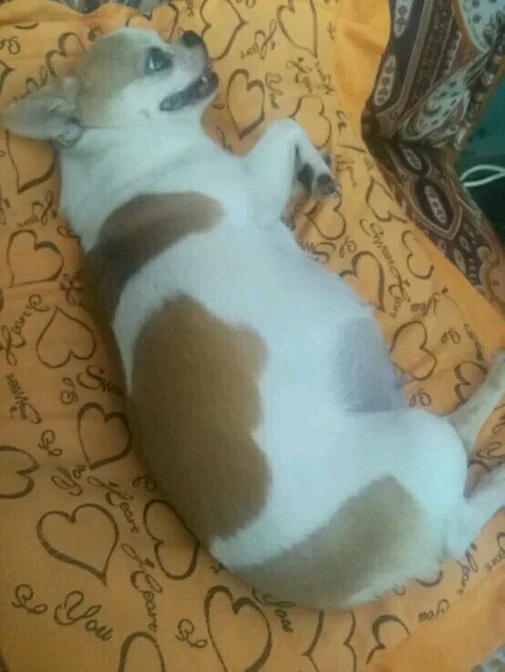 吉娃娃有没有怀孕肚子却很大,吉娃娃第一次来例假就怀孕了