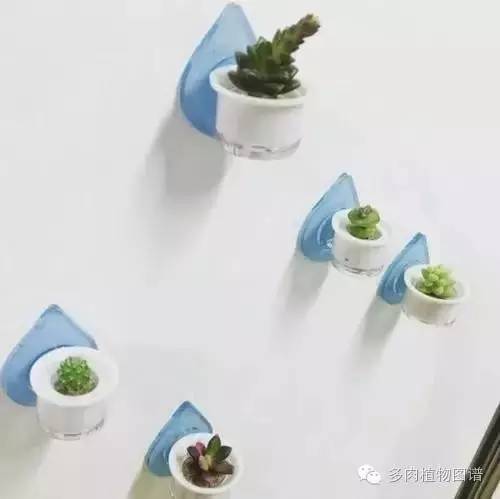 多肉植物韩国小芦荟,多肉花盆韩国拇指盆