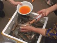 六月黄，令苏州人“魂牵梦萦”的那一口鲜嫩浓香的黄金膏油~来了！