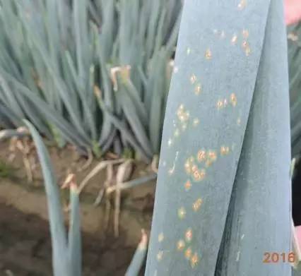 夏季暴雨后这些蔬菜病害不得不防,雨后蔬菜病害怎么管理