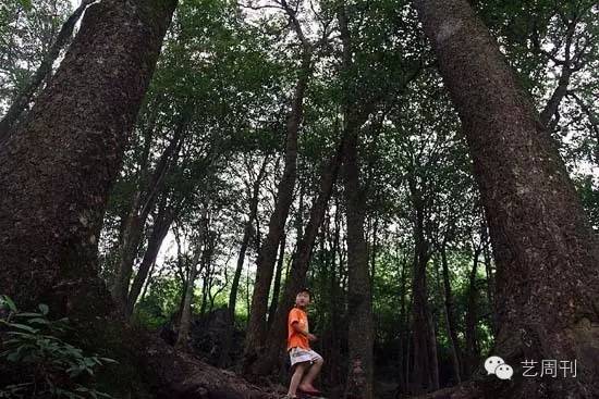 金丝楠阴沉木的故事,千年阴沉木金丝楠真实图片