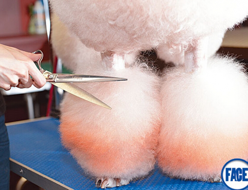 为了省钱自己给狗剪毛搞笑,给宠物狗剪毛它不听话怎么办