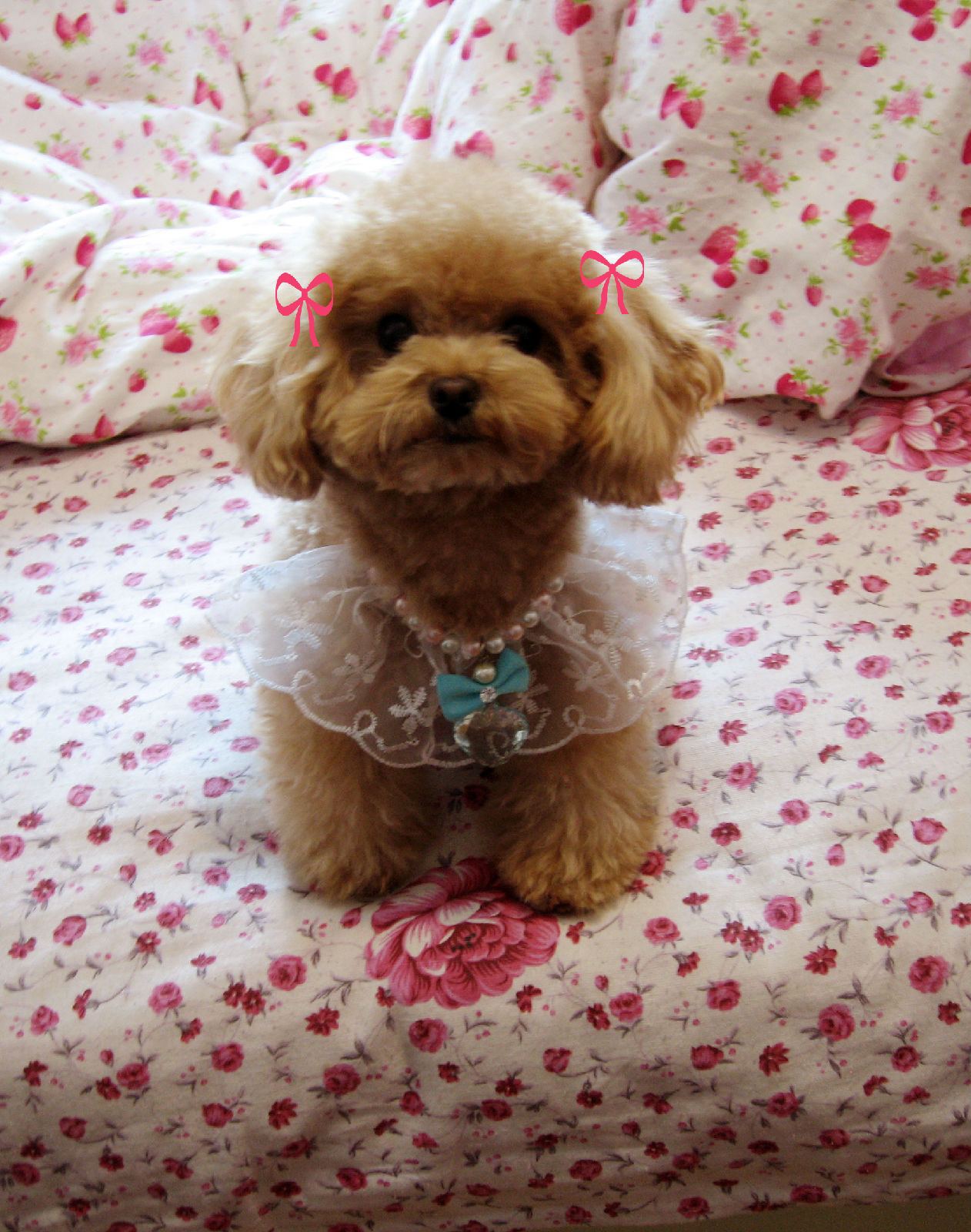 家里泰迪总是喜欢乱尿,家里泰迪便便怎么办