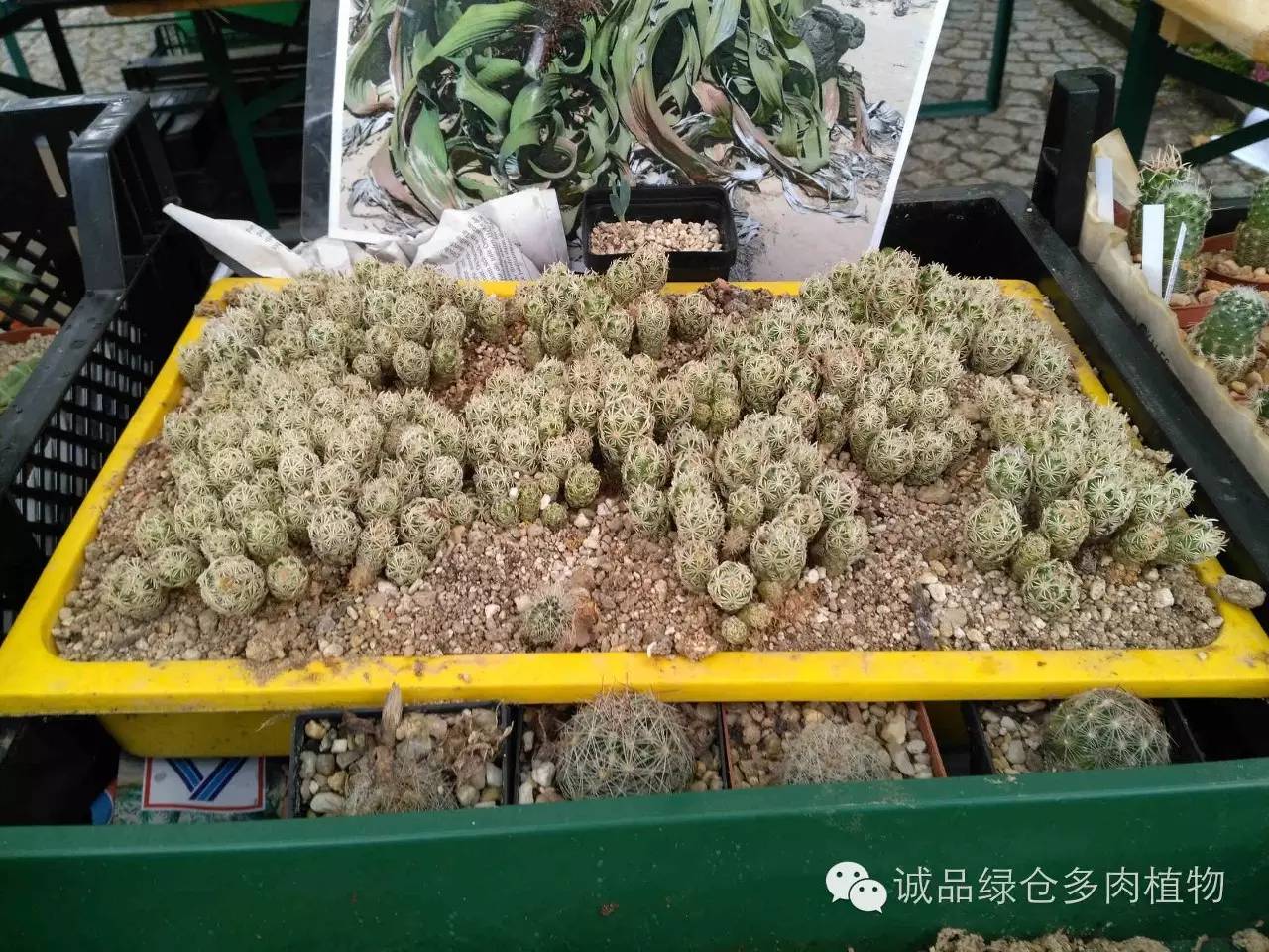 关于逛多肉市场,北方最大的多肉市场