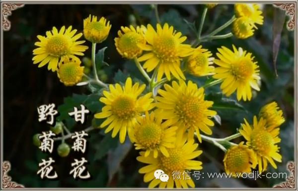 解毒散结的药排名第一,十大解毒药排名