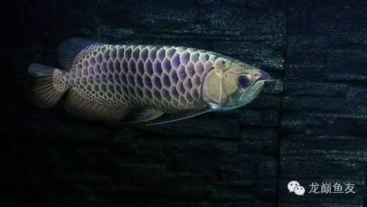 养龙三件事,养龙第七阶段怎么玩