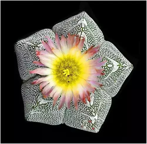 多肉开完花就死,多肉开花后会死掉吗