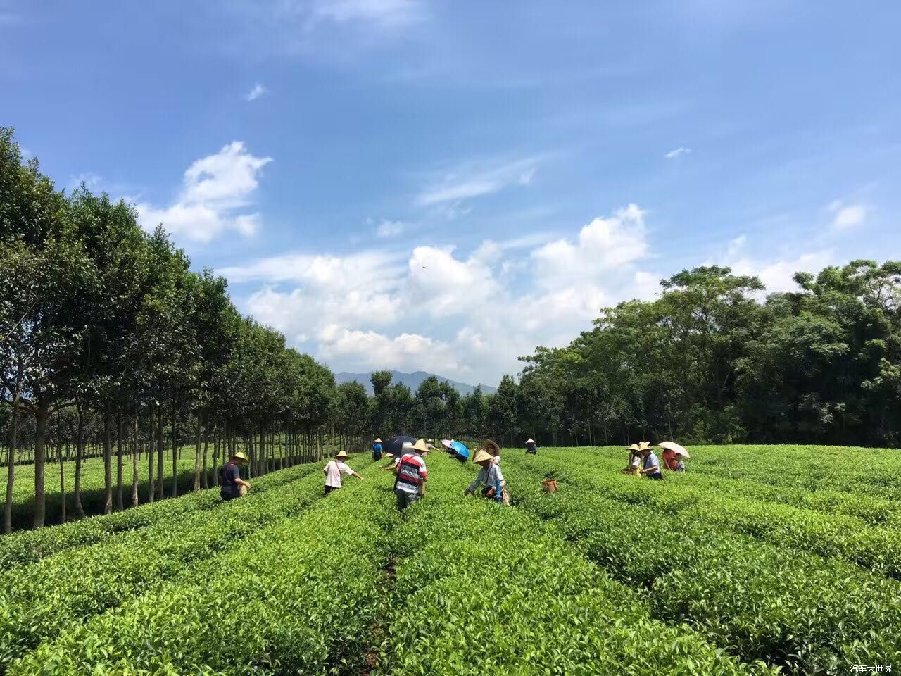 东富车行凯翼X3英德茶园之旅圆满成功