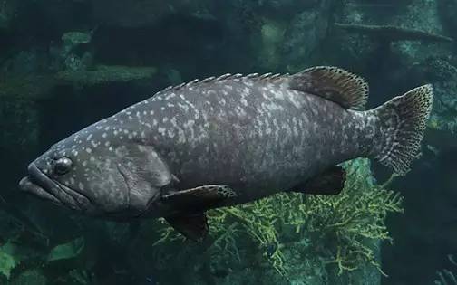 求助|饵料足、管理好，吃食等和正常石斑鱼无异，为什么我的石斑鱼就瘦如柴呢？