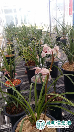 云南新益洲盛瑞杯第二届*博兰**会18日在昆落幕