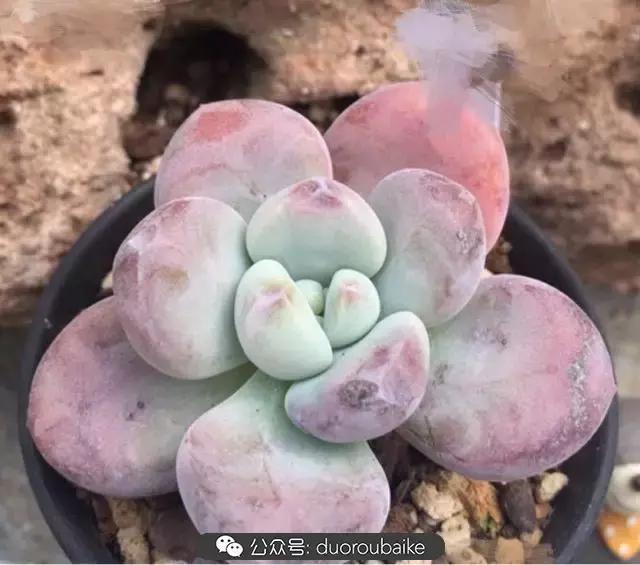 买多肉的3个雷区,某宝买的植物