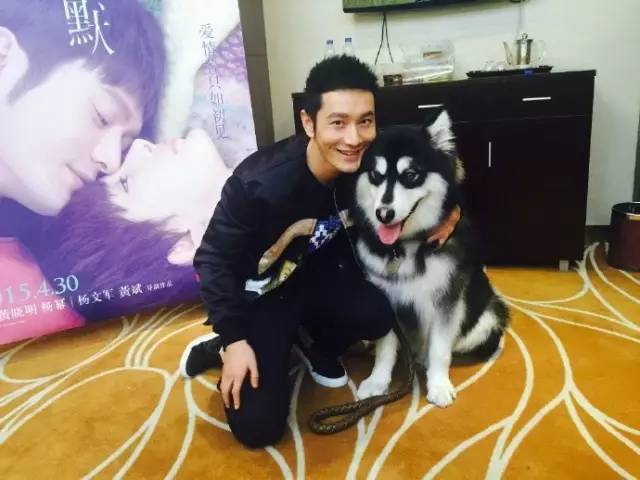 自媒体大事件,网红大v的猫狗