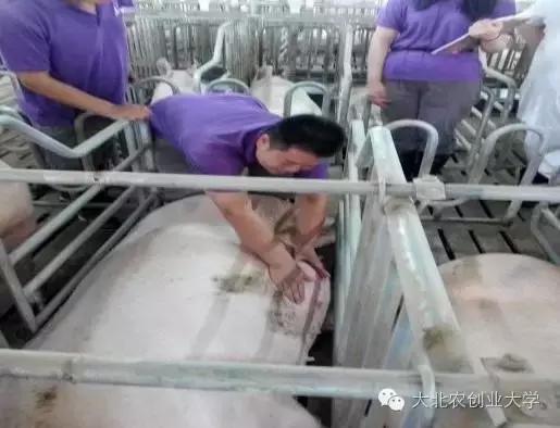 母猪妊娠检查最佳时间,母猪早期妊娠诊断的方法有哪些