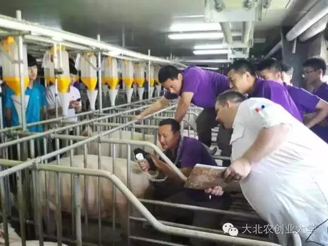 母猪妊娠检查最佳时间,母猪早期妊娠诊断的方法有哪些