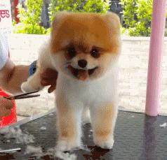 新手在家给狗狗剪毛视频教程全套,干货自己在家怎么给狗狗剪毛