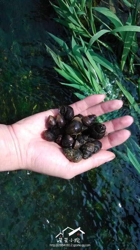 哪里适合隐居过田园生活,唯美的田园隐居生活