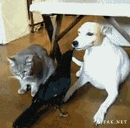 尾气猫,尾气猫视频