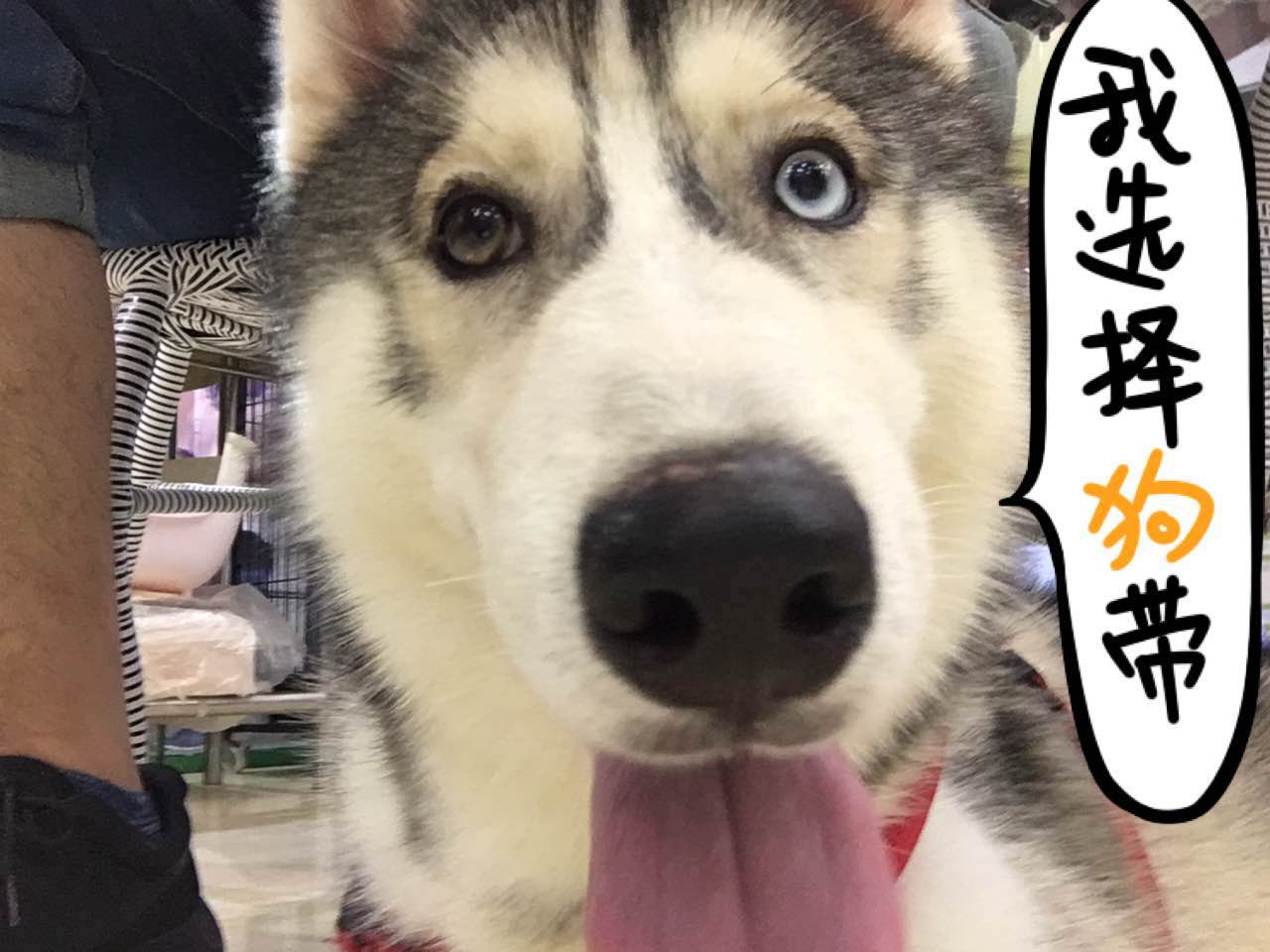 买狗粮买到问题狗粮如何维权,如何辨别劣质狗粮