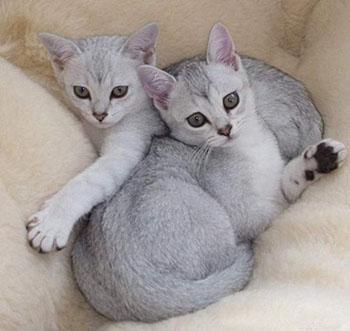 最便宜的宠物猫咪品种图片及价格,哪个品种的猫咪性格最好最温顺