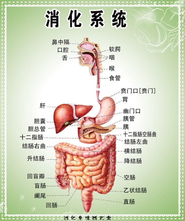 消化系统疾病用药执业药师,消化系统疾病的药物治疗学