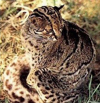 最便宜的宠物猫咪品种图片及价格,哪个品种的猫咪性格最好最温顺