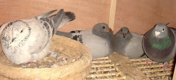 同一窝的幼鸽多久可以配对,同窝幼鸽一大一小怎么解决