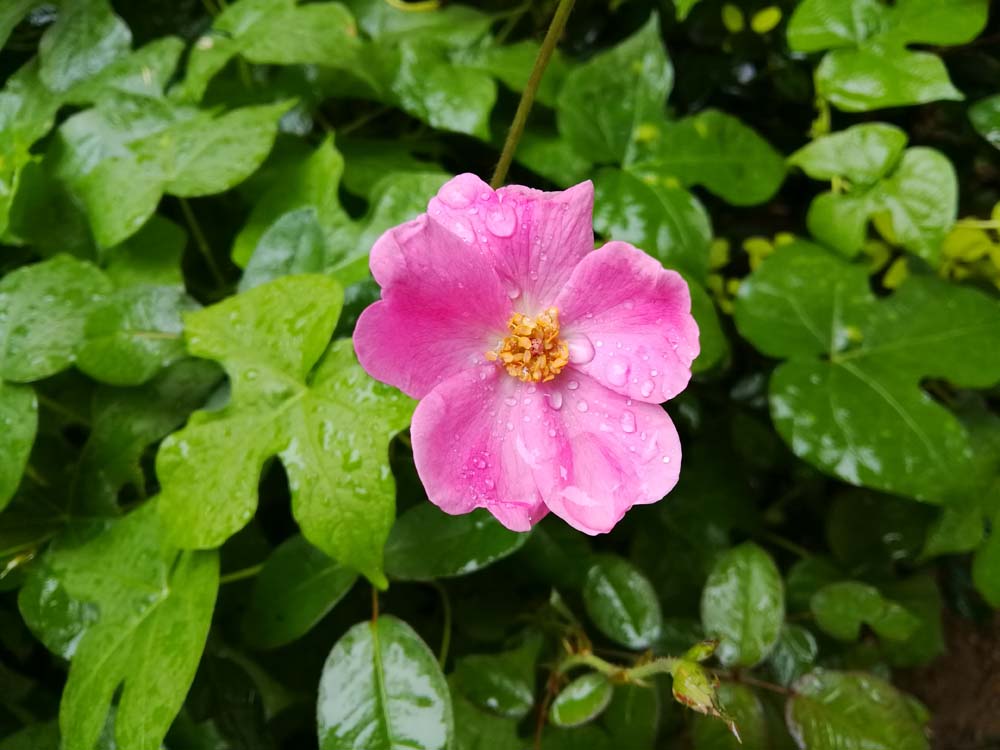 荣耀note8介绍,荣耀note8测评