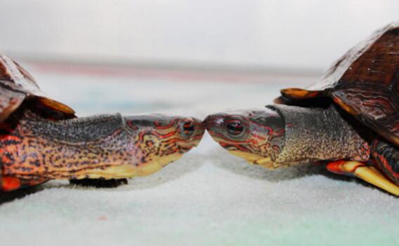 洪都拉斯木纹龟,洪都拉斯木纹龟犯法吗